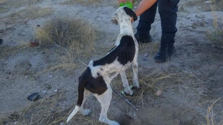 #HeraldoDeMexico En los huesos y atrapado en un aljibe: así #rescataron a un #perrito #abandonado en BCS