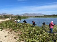 Más de 20 toneladas de lirio se retiraron del Estero Josefino durante la Mega Jornada de limpieza