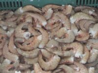 Inicia la Veda del Camarón en el Litoral del Océano Pacífico Comondú es el mayor productor de camarón en BCS
